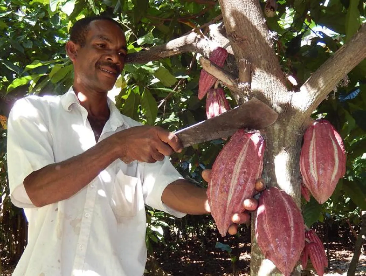 Drastisch gefallene Kakaopreise bringen Kleinbauern in Existenznot