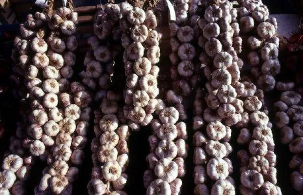 Bild: Zwiebeln und Knoblauch können Krebs vorbeugen