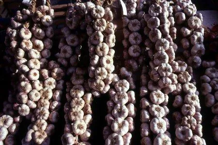 Bild: Zwiebeln und Knoblauch können Krebs vorbeugen