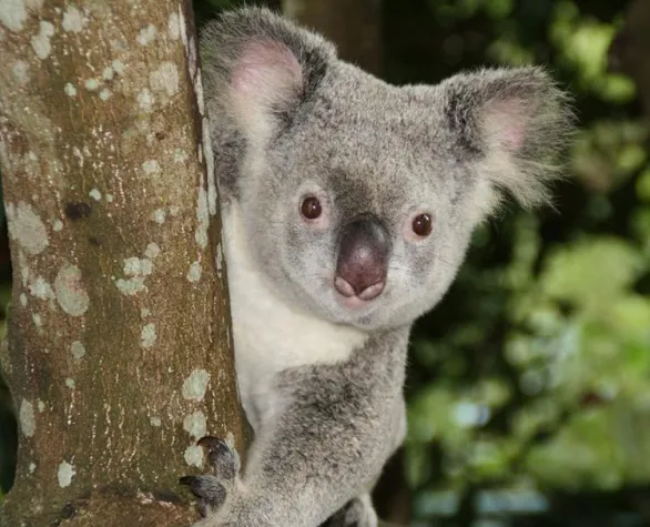 Bild: Top-Destinationen fürs selbst organisierte Auslandsjahr: Relaunch Infoportal MyStudyChoice neu mit Australien