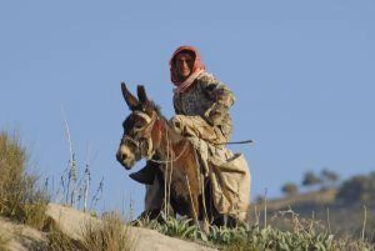 BU: Einheimischer auf Esel reitend, Syrien, Foto: Wikinger Reisen. Abdruck honorarfrei, bitte nur mit Quellenangabe. Foto senden w