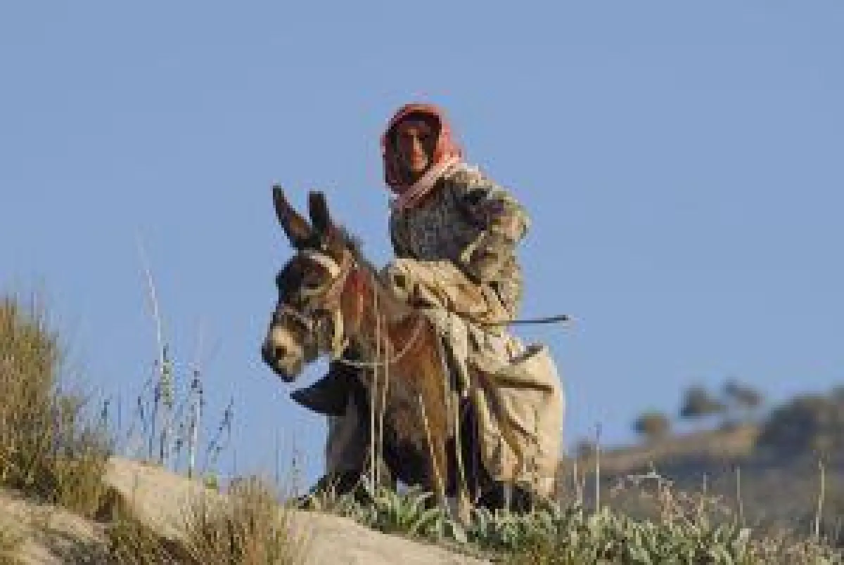 BU: Einheimischer auf Esel reitend, Syrien, Foto: Wikinger Reisen. Abdruck honorarfrei, bitte nur mit Quellenangabe. Foto senden w