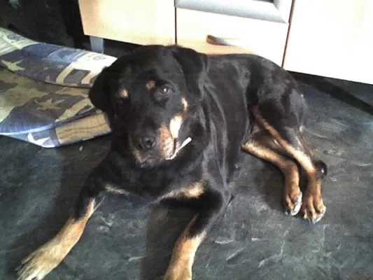 Bild: Rottweiler in Not - Charity für Tiere e.V. hilft über die Landesgrenzen hinaus