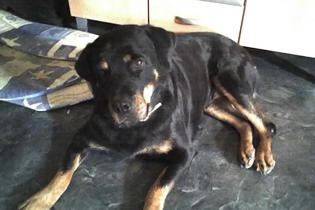 Bild: Rottweiler in Not - Charity für Tiere e.V. hilft über die Landesgrenzen hinaus