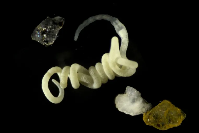 Bild: Natürliches Bioplastik ist Nahrung für Tiere
