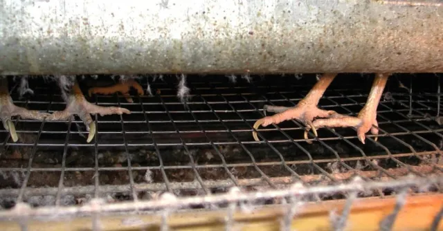 Bild: Illegale Käfighaltung bei Geflügelbörse in Ludwigslust-Parchim aufgedeckt - ANINOVA erstattet Anzeige