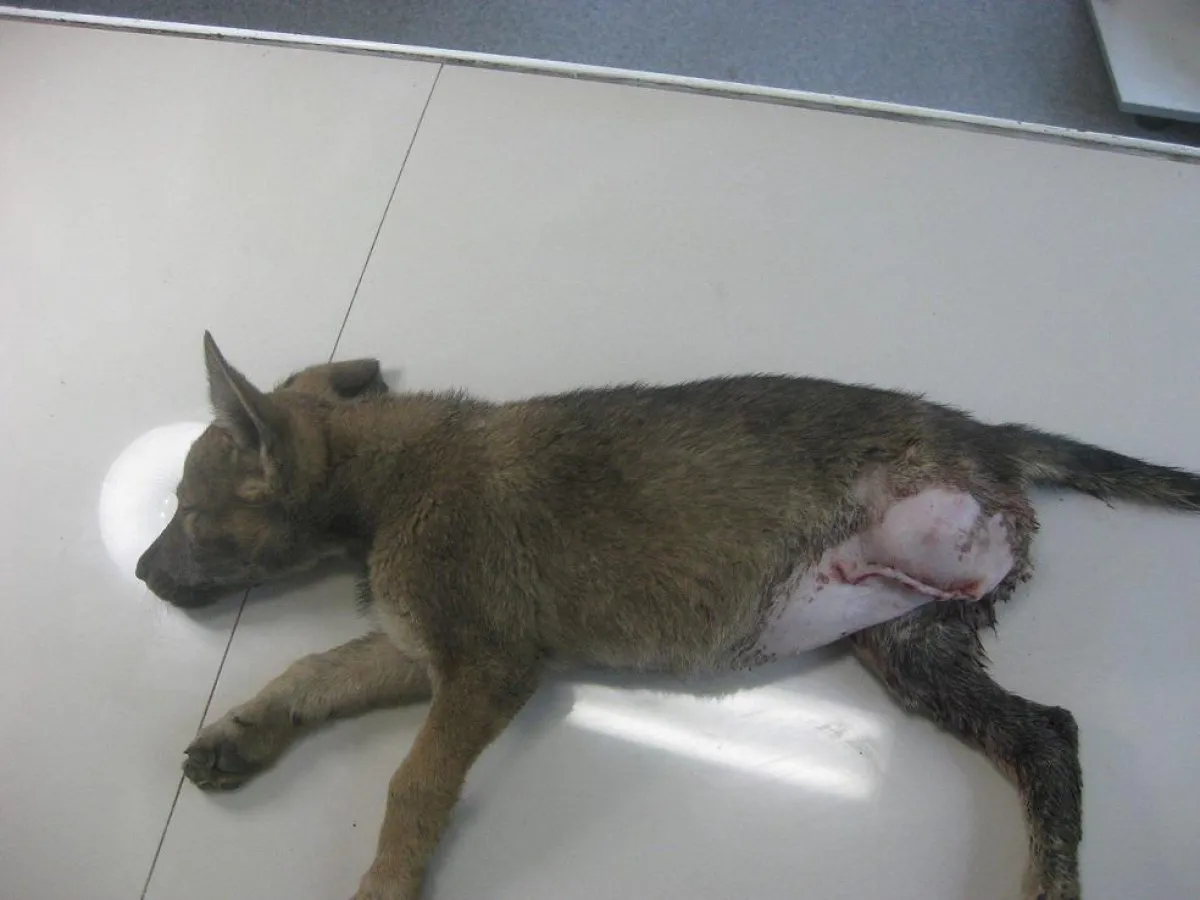 Nach der Operation muss Sugar nun lernen, mit drei Beinen zu laufen