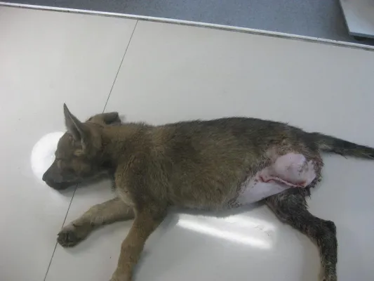 Bild: Spendenaufruf für den Welpen Sugar, ROLDA Germany e.V. erbittet Hilfe