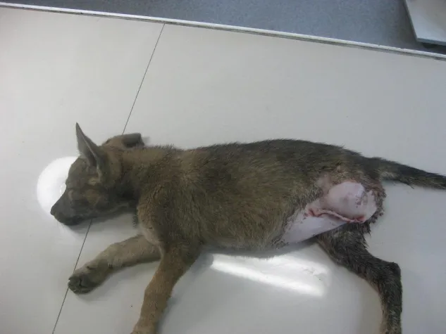 Bild: Spendenaufruf für den Welpen Sugar, ROLDA Germany e.V. erbittet Hilfe