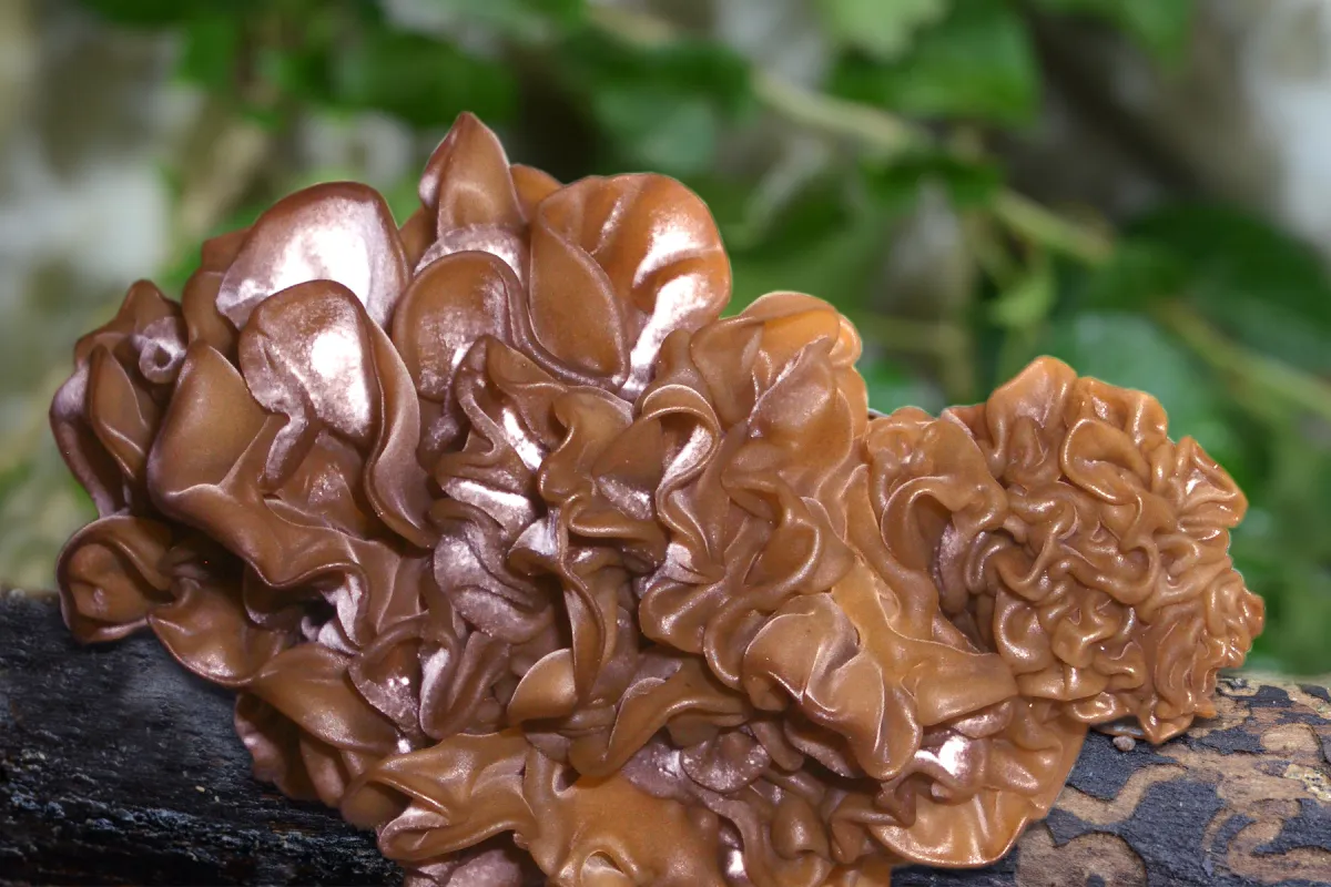 Vitalpilz Auricularia - für gesunde Arterien und Venen