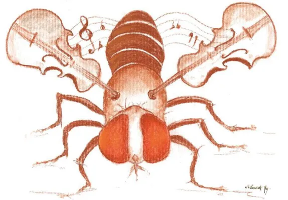 Bild: Wettstreit um Weibchen macht Männchen leistungsstärker – bei Fruchtfliegen
