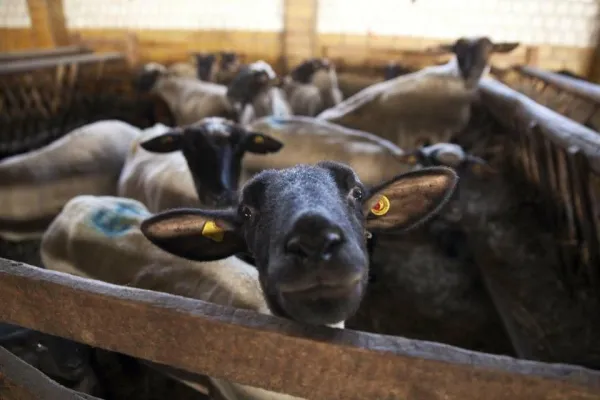 Bild: Der Lebenshof "Lasst die Tiere Leben" rettet Osterlämmer