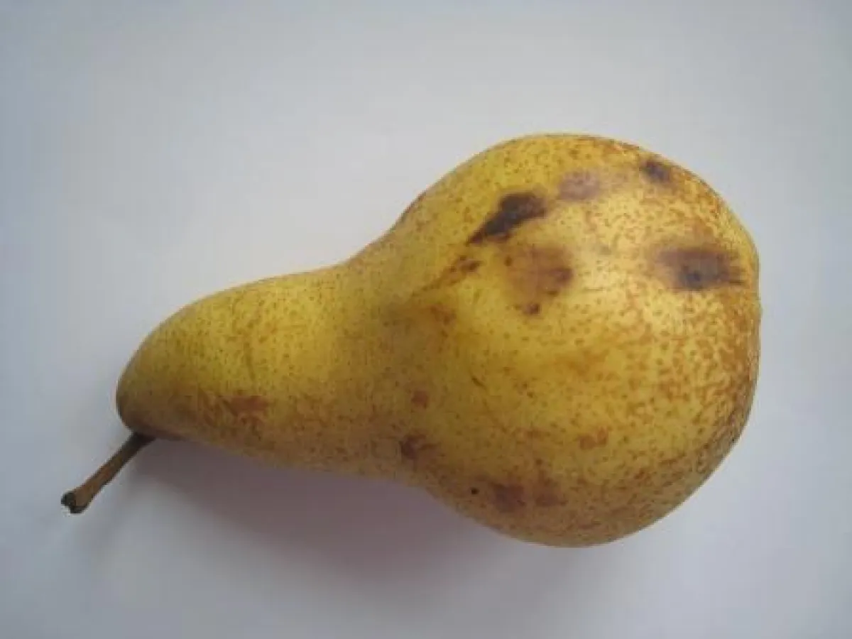 Matschbirne des Monates