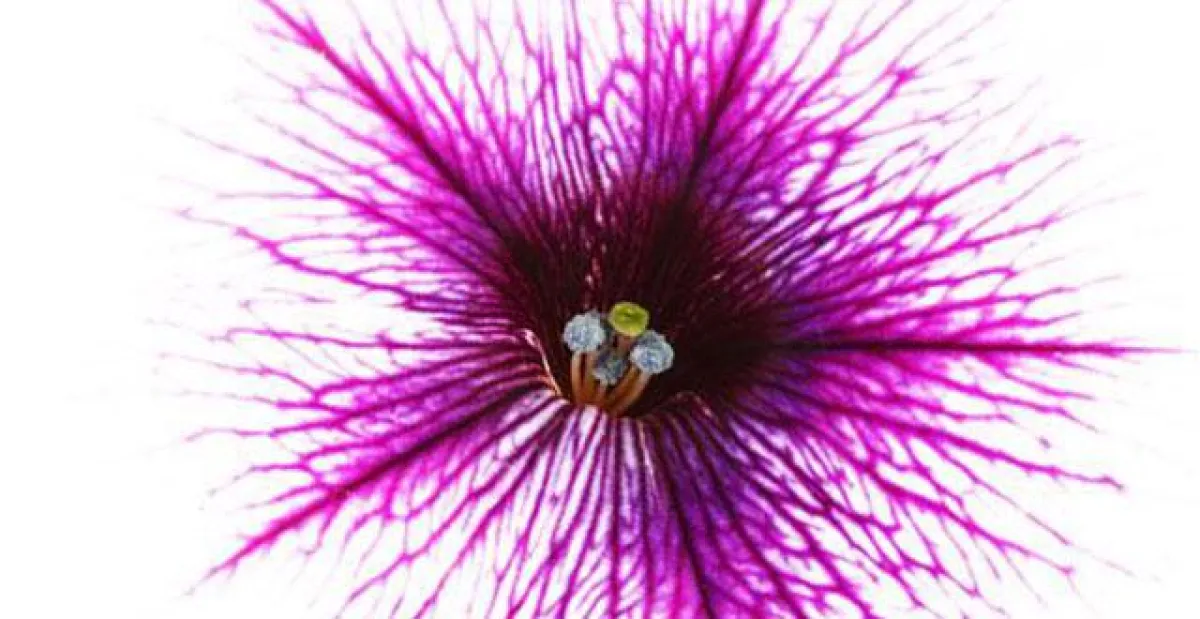 Foto: Michael Rogosch