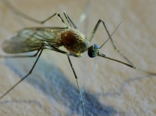 Malaria: Wie können Sie sich schützen? Bild: Malaria: Wie können Sie sich schützen?