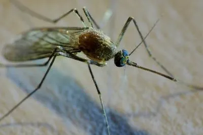 Bild: Malaria: Wie können Sie sich schützen?