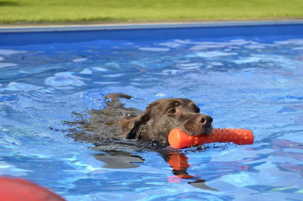 Sommerzeit ist Badezeit, auch für Vierbeiner