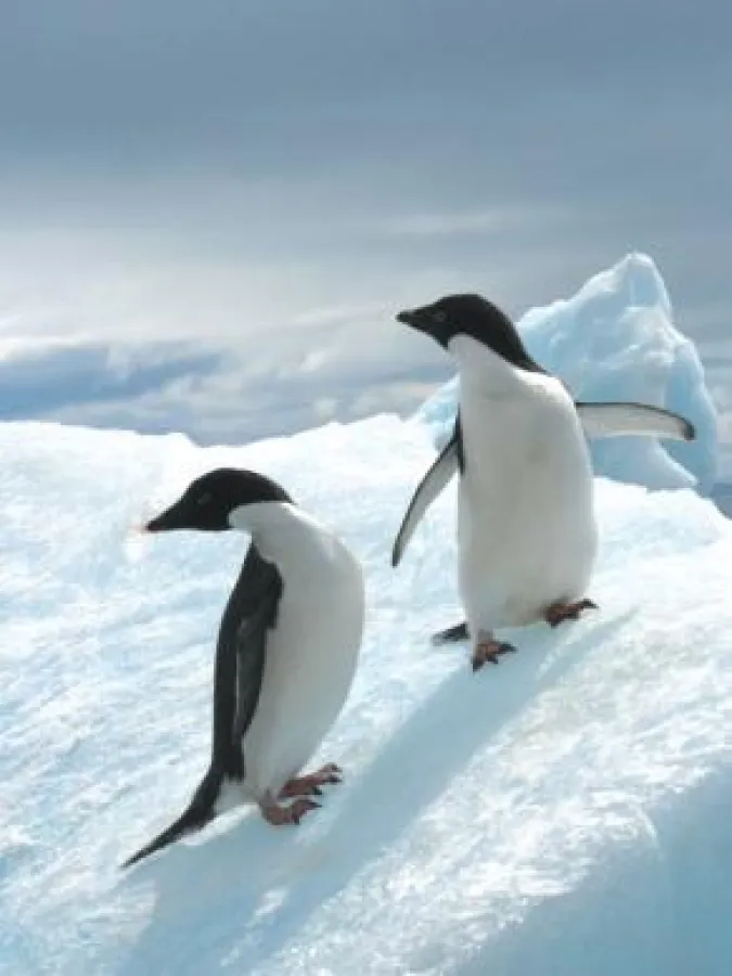 Adélie Pinguine in der Antarktis