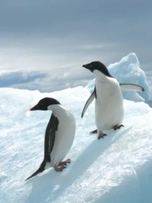 Bild: Pinguine locken Abenteurer in die Antarktis