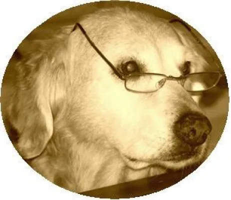 Bild: Wenn der treue Vierbeiner in den OP muss - Hunde-Operationskrankenversicherung