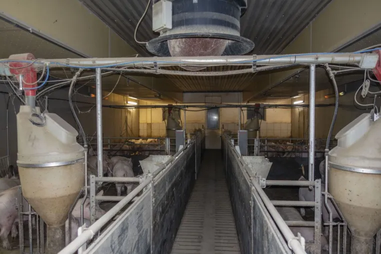 Bild: Ehemaliger Westfleisch Schweinemäster wegen Tierquälerei zu neun Monaten auf Bewährung verurteilt