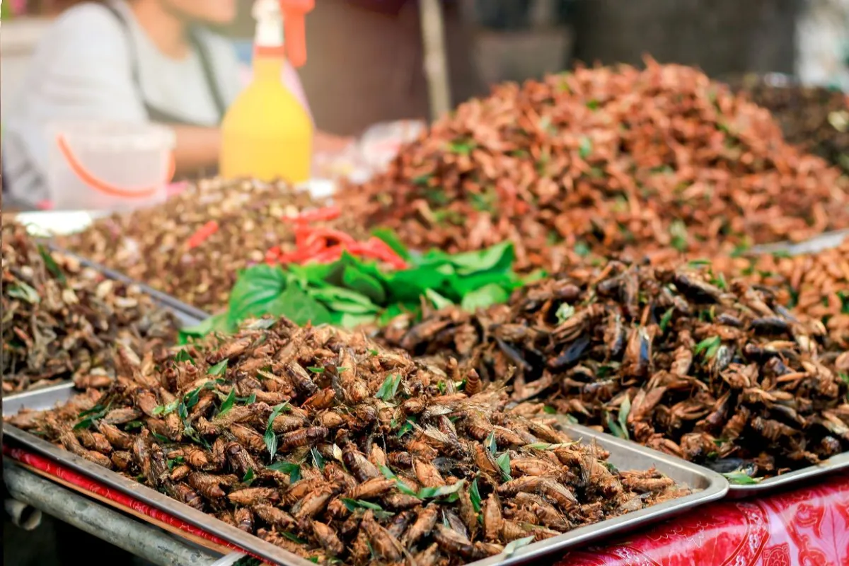 Insekten wirken wenig appetitlich, sollen aber knusprig und nussig schmecken. Augen zu und probieren (© Bildquelle: Canva)