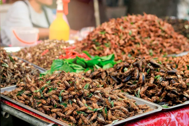 Ernährung in Zukunft – gesunde Ernährung dank Insekten? Bild: Ernährung in Zukunft – gesunde Ernährung dank Insekten?