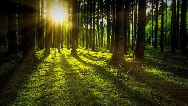 Bild: Heute schon im Wald gebadet?