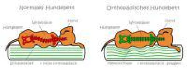 Bild: Orthopädische Hundebetten auf dem Vormarsch