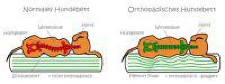 Bild: Orthopädische Hundebetten auf dem Vormarsch