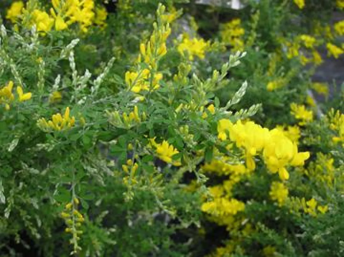 Umweltschutz, gesunde Pflanzen und Biodiversität: Das zeichnet den Cluster Vegepolys  auf der Hortifair aus.