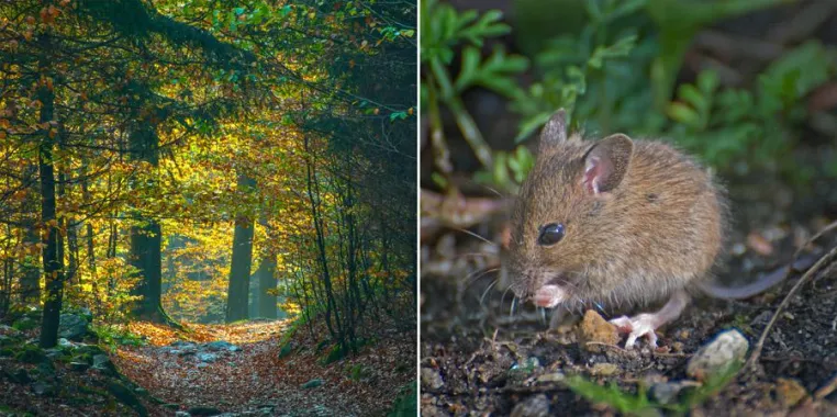 Bild: Buntes Laub und kleine Wasserfälle locken zum Fotoseminar 'Naturfotografie im Herbst' ins Ilsetal im Harz