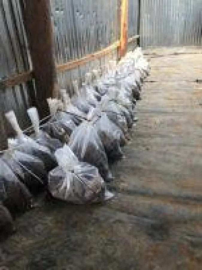 Quelle: Panoro Minerals