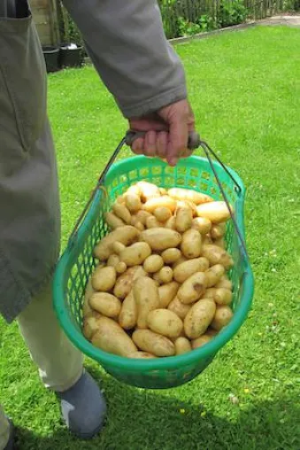 Bild: Kartoffelernte 2018: Entwicklung durch Trockenheit spitzt sich dramatisch zu Ernteausfälle erwartet