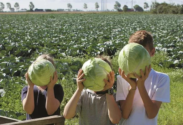Urlaub im größten Kohlanbaugebiet Deutschlands: 32. Dithmarscher Kohltage vom 18. bis zum 23. September Bild: Urlaub im größten Kohlanbaugebiet Deutschlands: 32. Dithmarscher Kohltage vom 18. bis zum 23. September