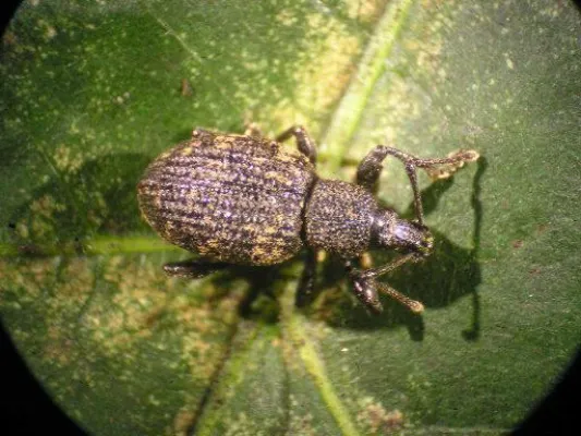 Bild: Dank Nematoden geht es Dickmaulrüssler-Larven endlich an den Kragen Jetzt optimaler Zeitpunkt für den Einsatz