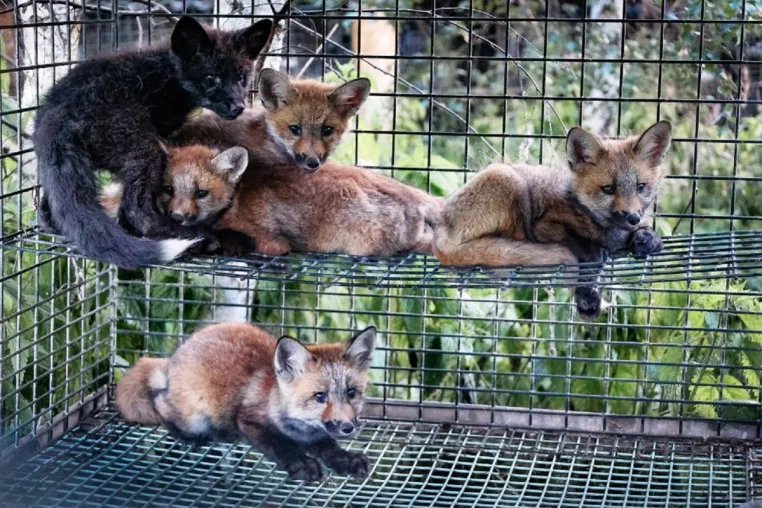 Bild: Tierrechtorganisation schlägt Alarm: junge Marderhunde und Füchse leiden auf polnischen Pelzfarmen 