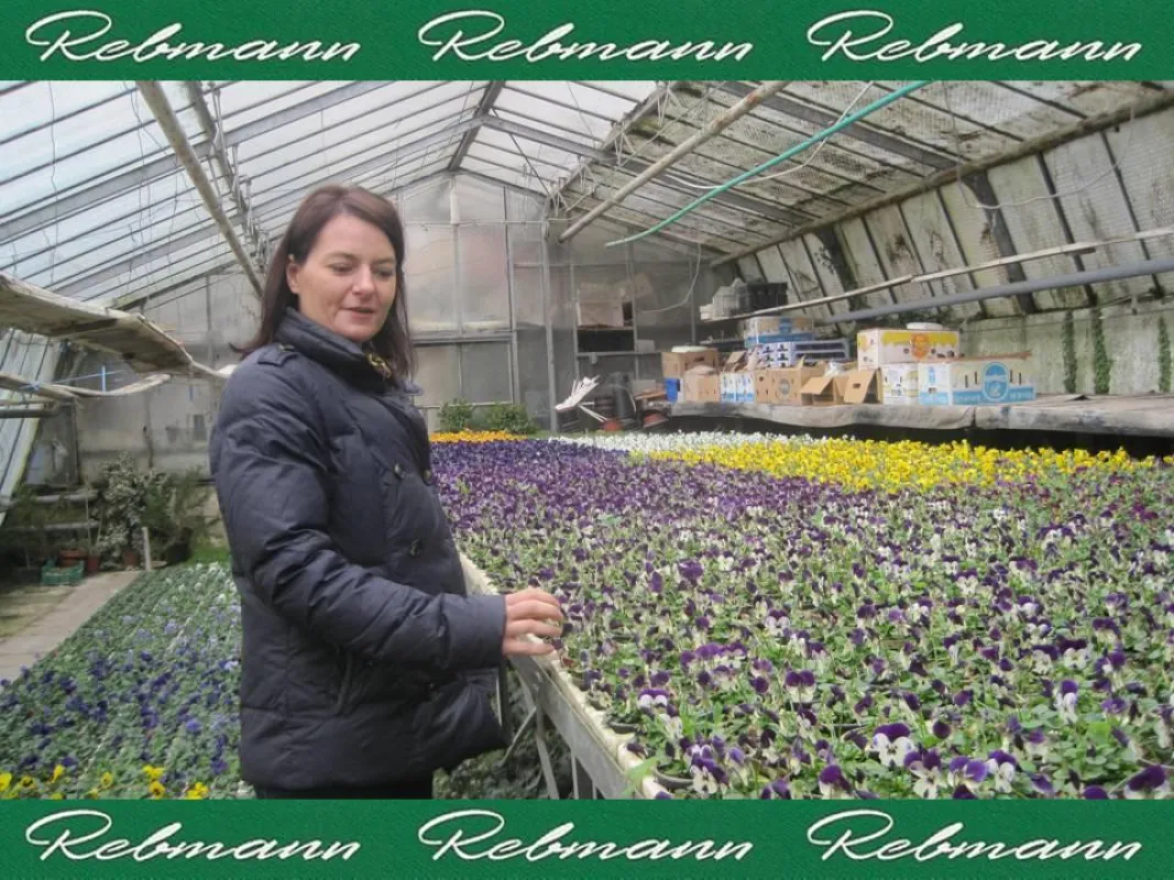 Grabpflege Rebmann - Karin Kolb - Fachmännische Aufzucht der Blumen im Familienbetrieb