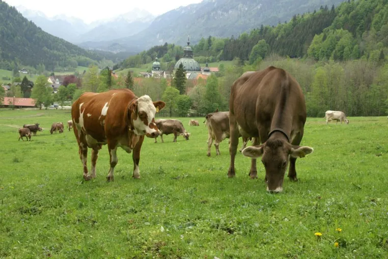 Deutschlands Kuh(l)tourlandschaft Bild: Deutschlands Kuh(l)tourlandschaft