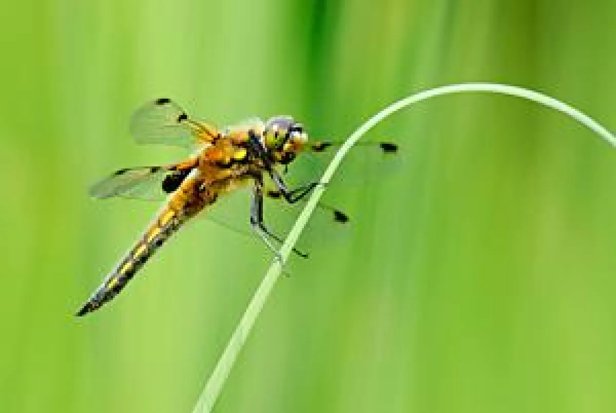 Fotokurs Insektenfotografie - Insel Mainau