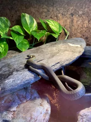 Bild: Freie Privatschule NRW mit biologischer Ausstellung am Tag der offenen Tür am 23.11.2019