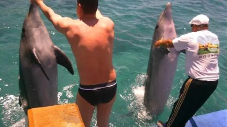 Bild: Skandal in türkischem Urlaubshotel in Bodrum - Deutsche Tierschützer retten Delfine aus Hotel-Pool