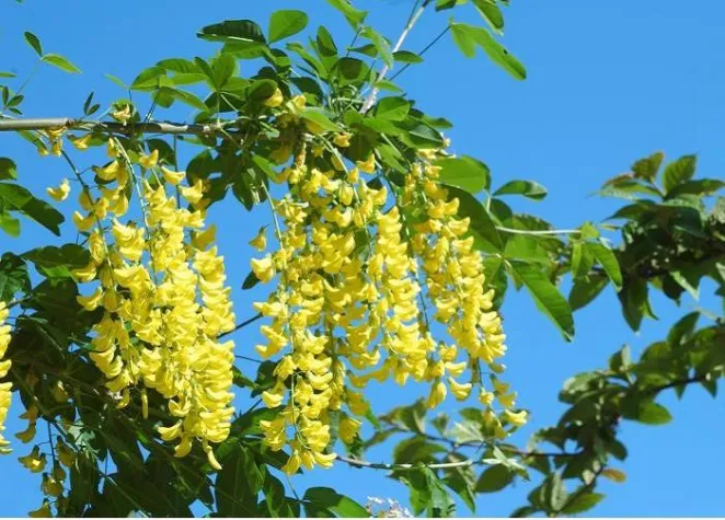 Bild: Infoabende für Kindergarteneltern - "Mit Giftpflanzen leben"