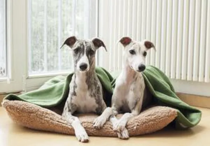 Bild: snugglePad: Der portable Schlafsack für Hunde