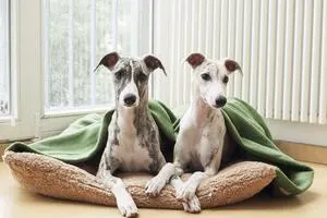 Bild: snugglePad: Der portable Schlafsack für Hunde