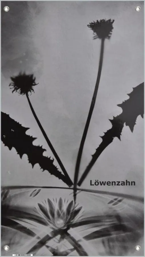 Manuela Höfer: Fotogramm eines Löwenzahns