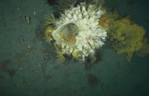 Lebensraum Polarmeer – Was bedeutet weniger Eis für die Lebewesen darunter? Bild: Lebensraum Polarmeer – Was bedeutet weniger Eis für die Lebewesen darunter?