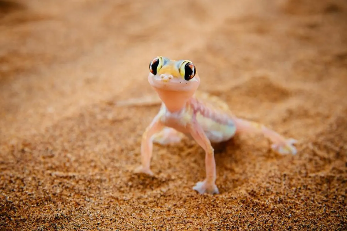 Wüstengecko in Namibia
