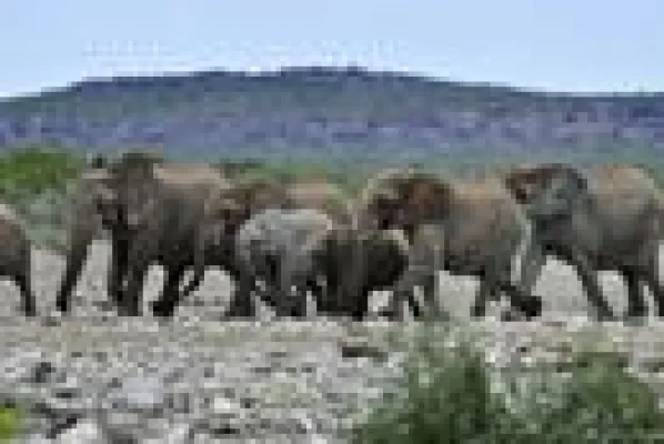 Bild: Luxuriöse Safari-Reise durch Botswana – Das ursprüngliche Afrika entdecken