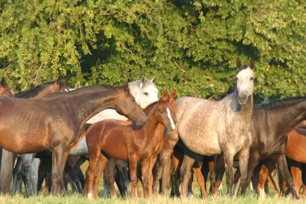 Bild: Seasonal Effects: „Winter foals “ are smaller than foals born in summer